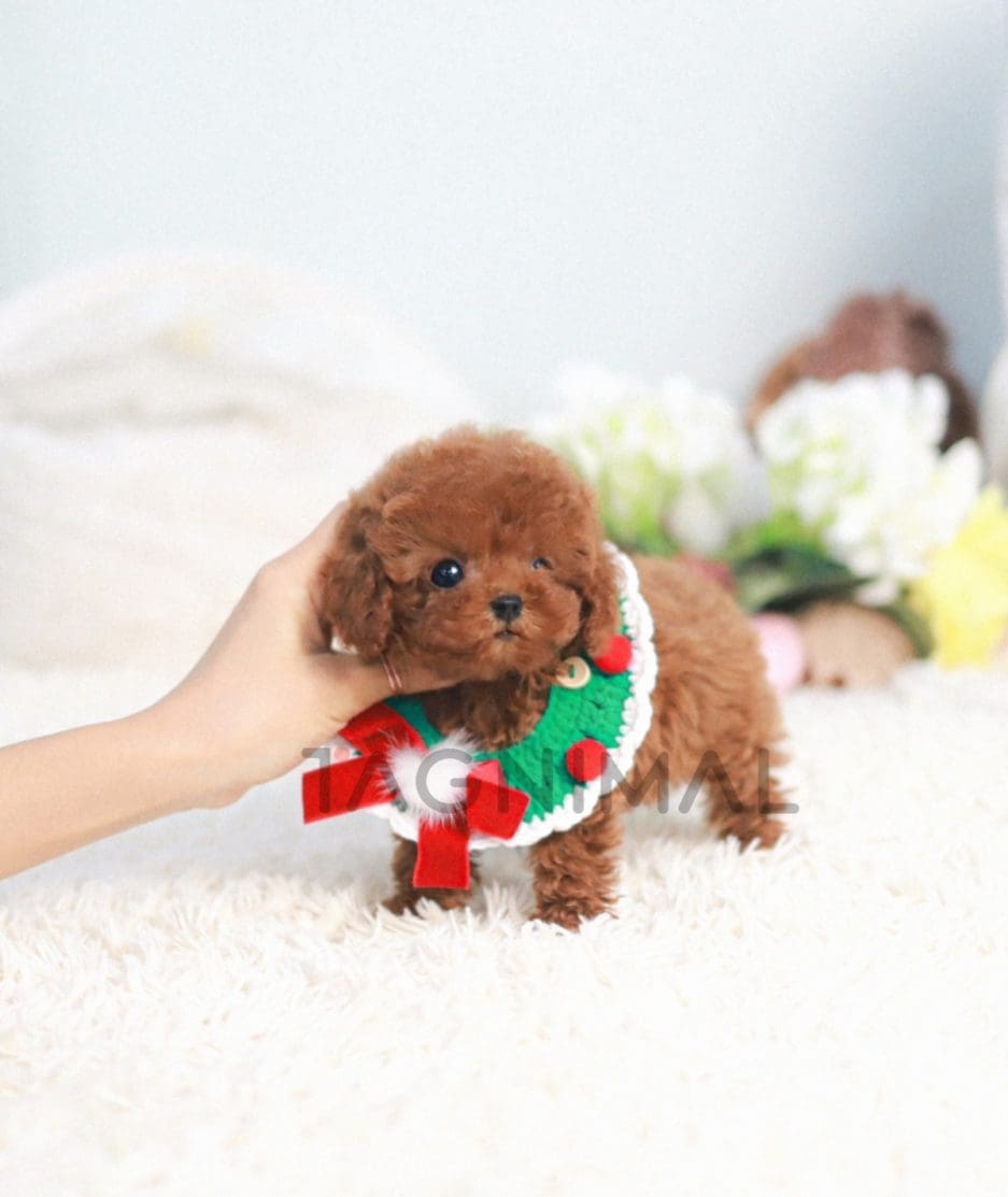 Poodle puppy for sale, dog for sale at Tagnimal 