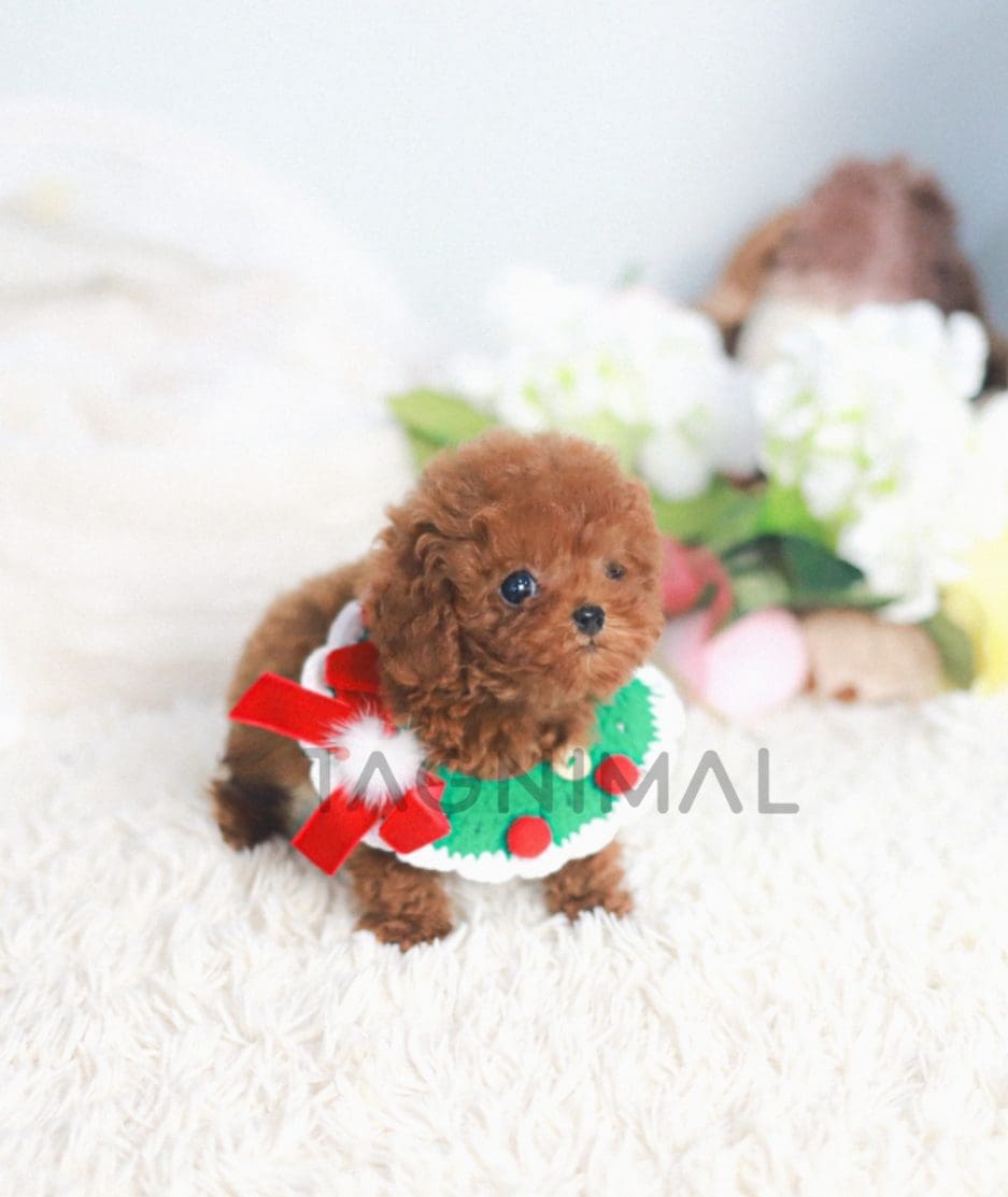 Poodle puppy for sale, dog for sale at Tagnimal 