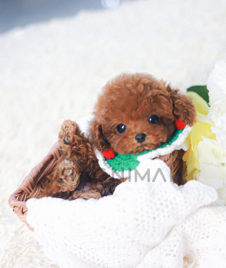 Poodle puppy for sale, dog for sale at Tagnimal 