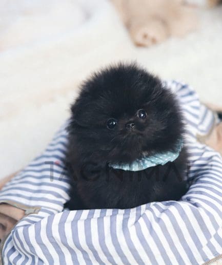 Pomeranian puppy for sale, dog for sale at Tagnimal