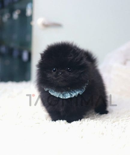 Pomeranian puppy for sale, dog for sale at Tagnimal