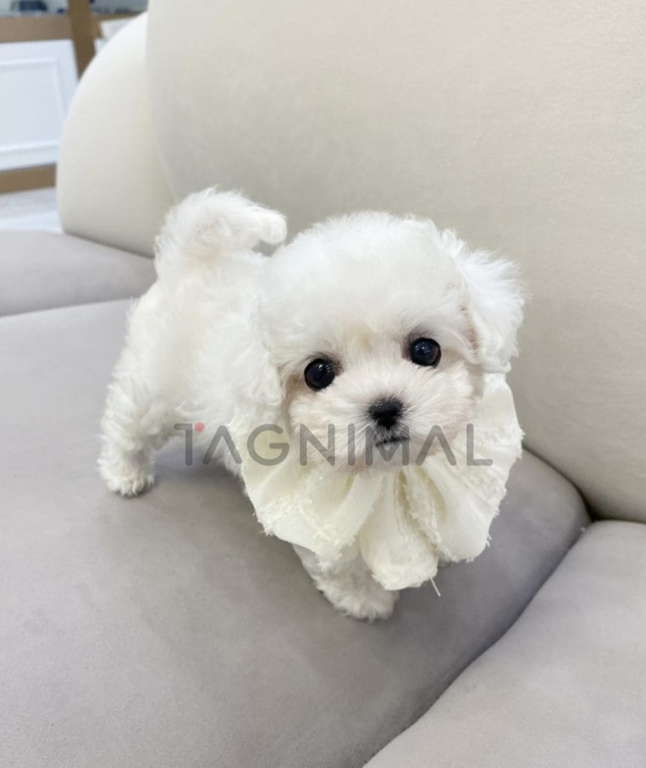 Bichon puppy for sale, dog for sale at Tagnimal