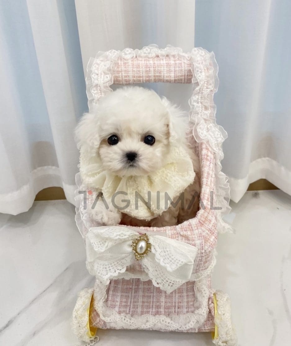 Bichon puppy for sale, dog for sale at Tagnimal