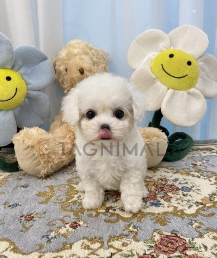 Bichon puppy for sale, dog for sale at Tagnimal