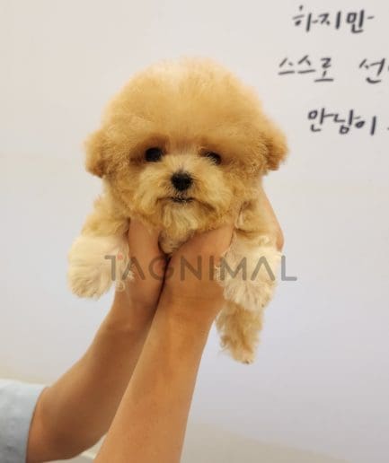 Maltipoo puppy for sale, dog for sale at Tagnimal