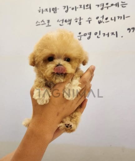 Maltipoo puppy for sale, dog for sale at Tagnimal