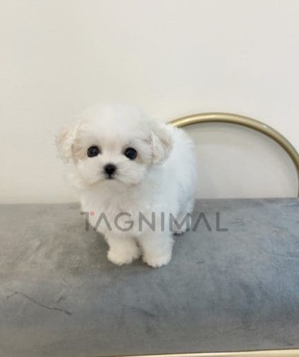 Bichon puppy for sale, dog for sale at Tagnimal 