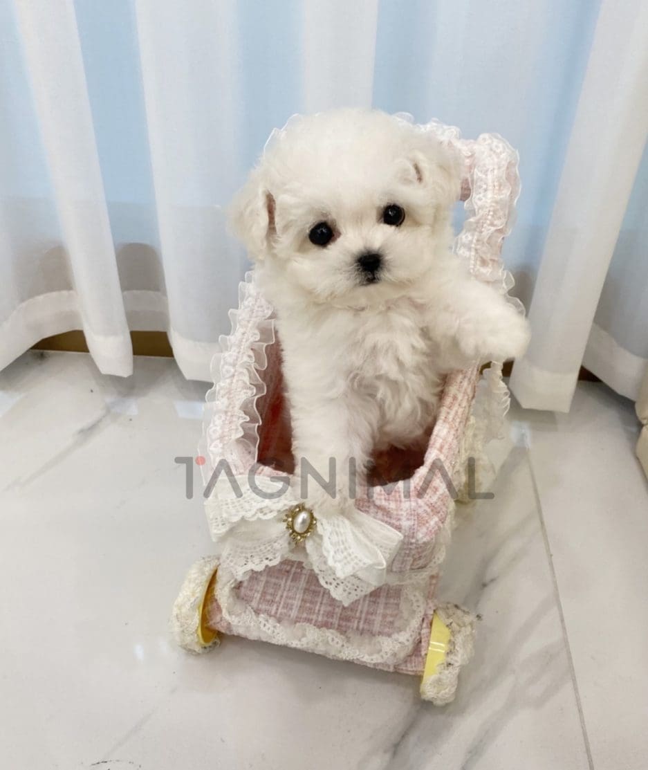 Bichon puppy for sale, dog for sale at Tagnimal 