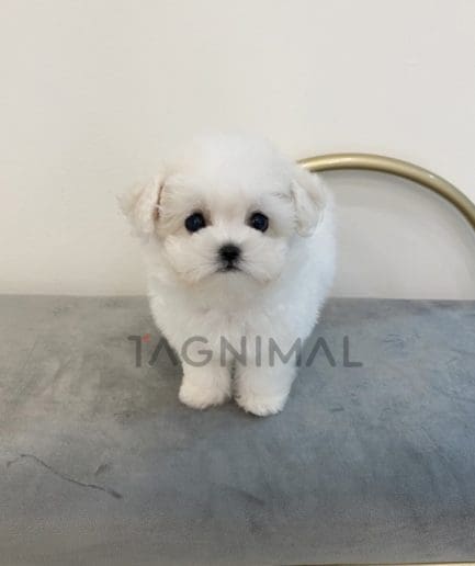 Bichon puppy for sale, dog for sale at Tagnimal 