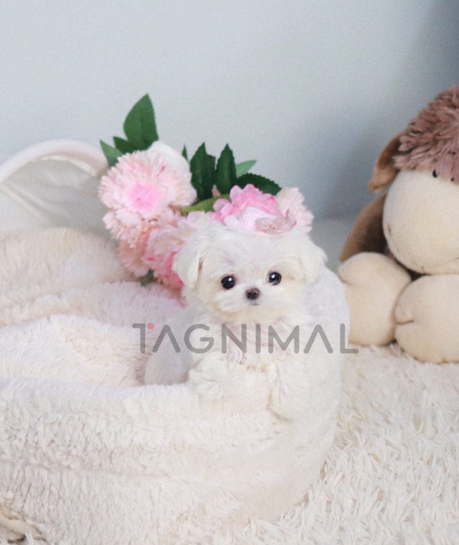 Maltese puppy for sale, dog for sale at Tagnimal 