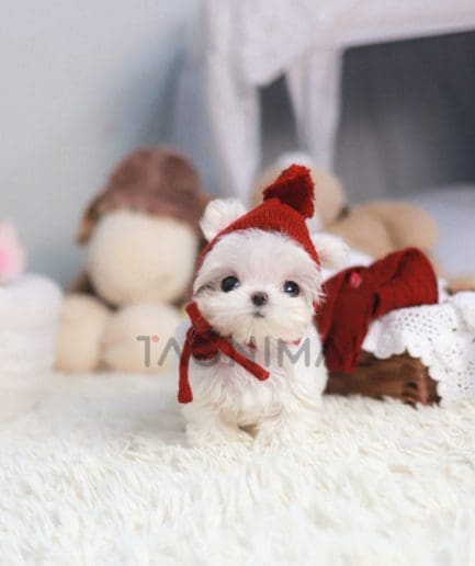 Maltese puppy for sale, dog for sale at Tagnimal 