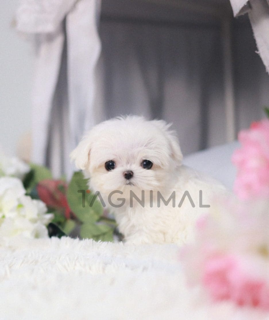 Maltese puppy for sale, dog for sale at Tagnimal 