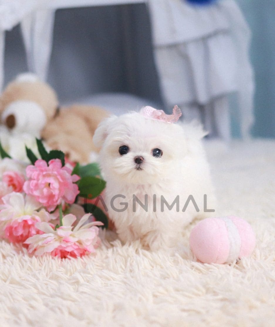 Maltese puppy for sale, dog for sale at Tagnimal 