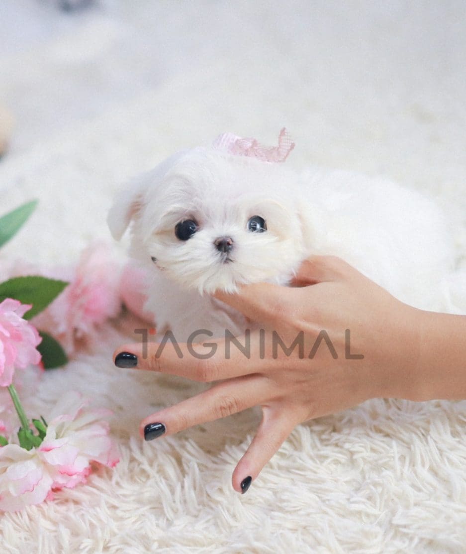 Maltese puppy for sale, dog for sale at Tagnimal 