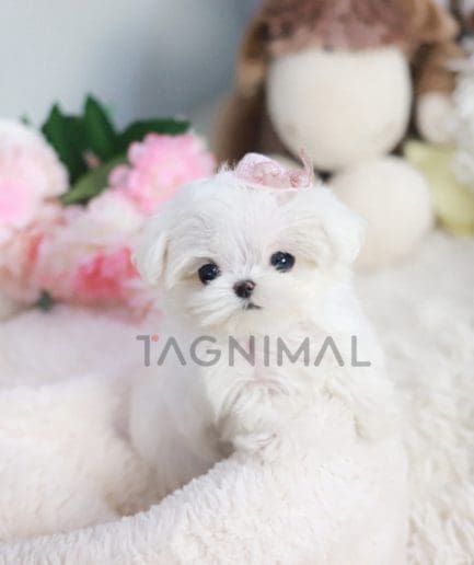 Maltese puppy for sale, dog for sale at Tagnimal 