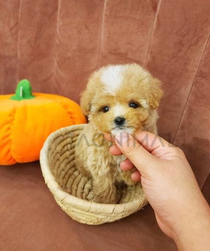 Maltipoo puppy for sale, dog for sale at Tagnimal