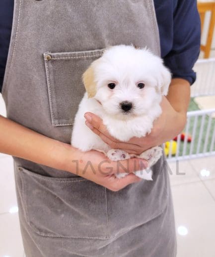 Coton de Tulear puppy for sale, dog for sale at Tagnimal