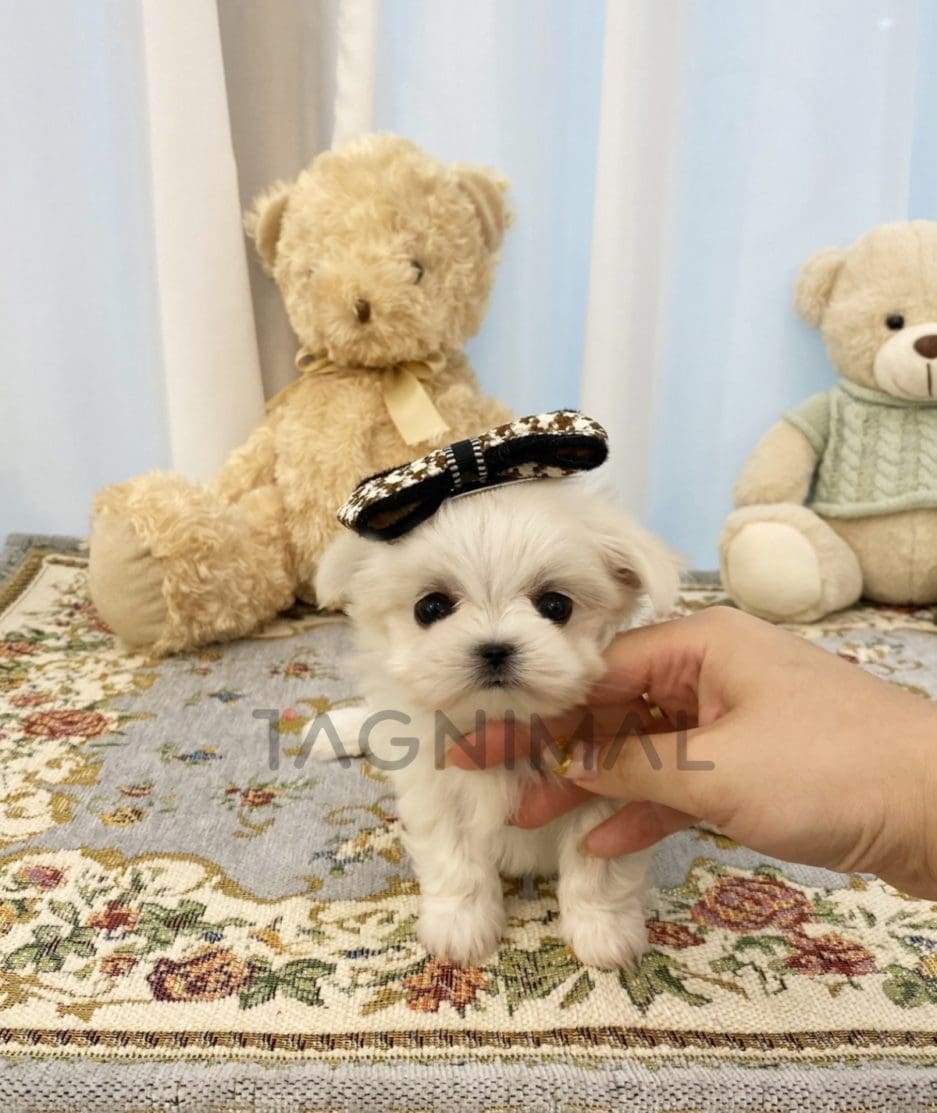 Maltese puppy for sale, dog for sale at Tagnimal