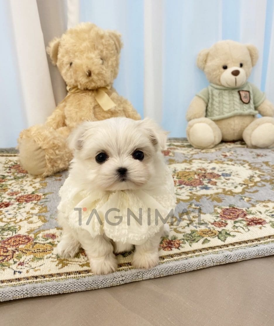 Maltese puppy for sale, dog for sale at Tagnimal