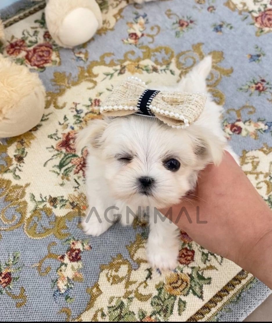 Maltese puppy for sale, dog for sale at Tagnimal