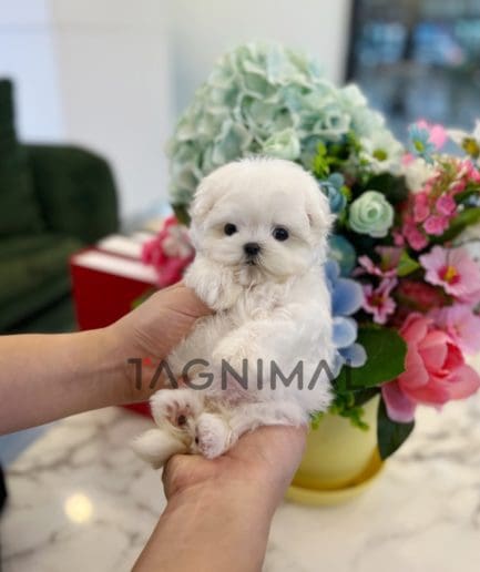 Maltese puppy for sale, dog for sale at Tagnimal