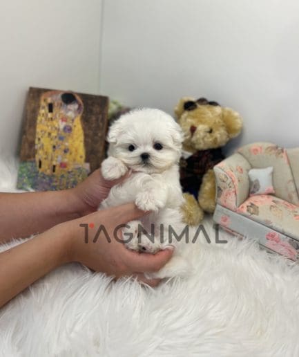 Maltese puppy for sale, dog for sale at Tagnimal