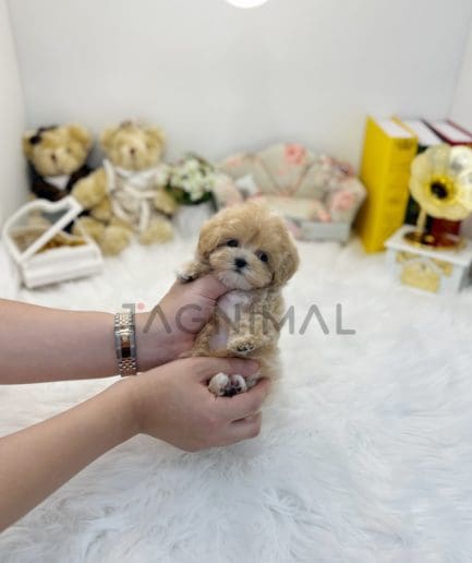 Maltipoo puppy for sale, dog for sale at Tagnimal