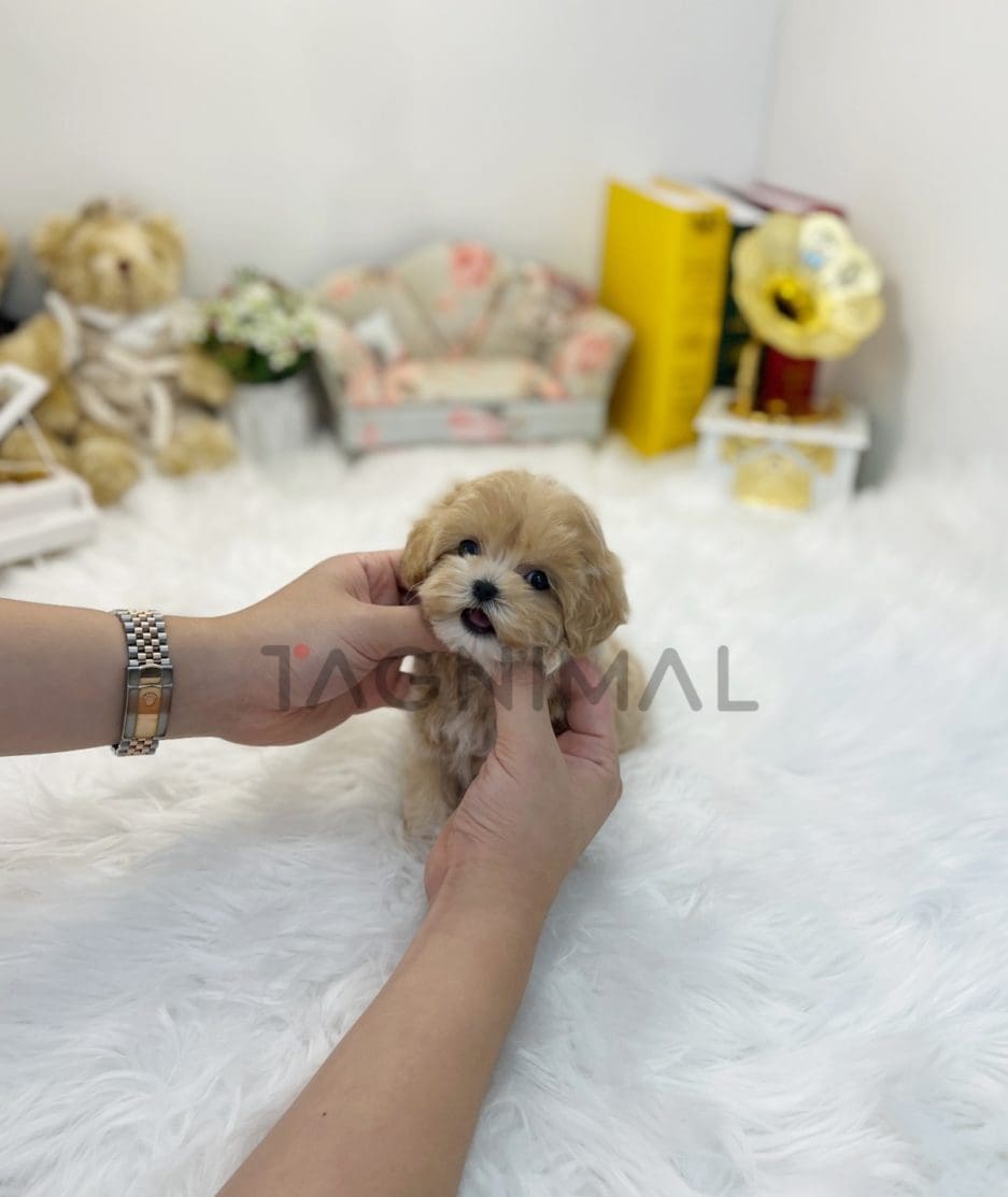 Maltipoo puppy for sale, dog for sale at Tagnimal