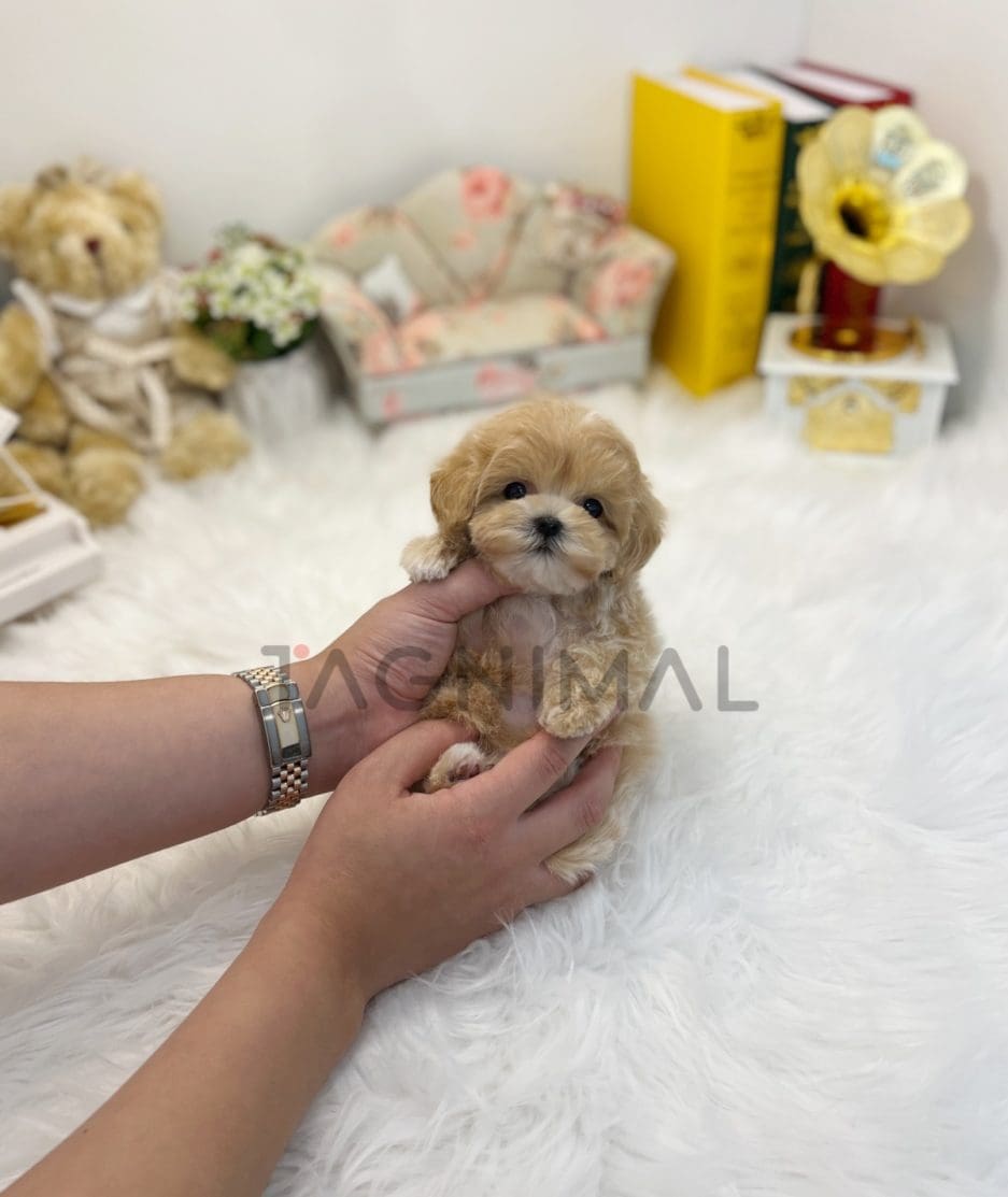 Maltipoo puppy for sale, dog for sale at Tagnimal