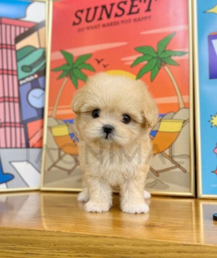 Maltipoo puppy for sale, dog for sale at Tagnimal