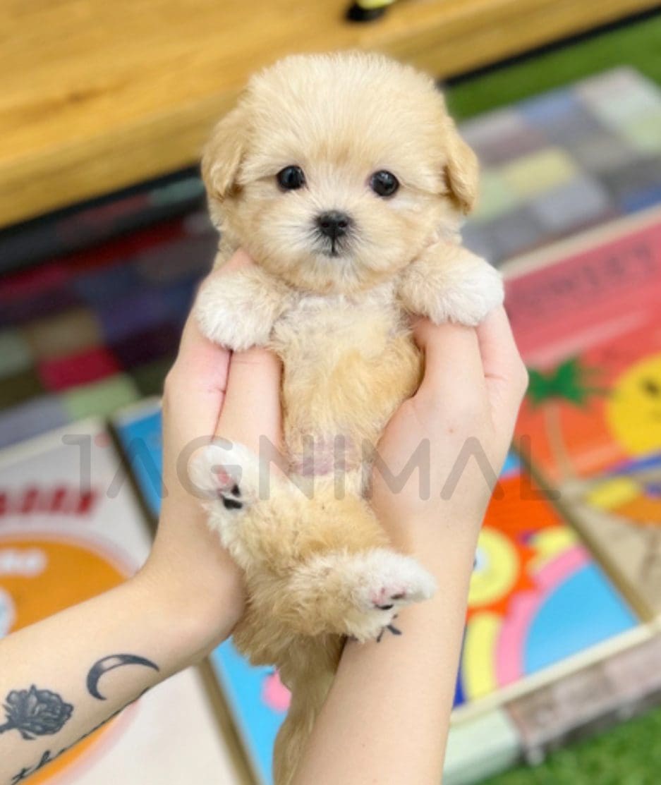 Maltipoo puppy for sale, dog for sale at Tagnimal