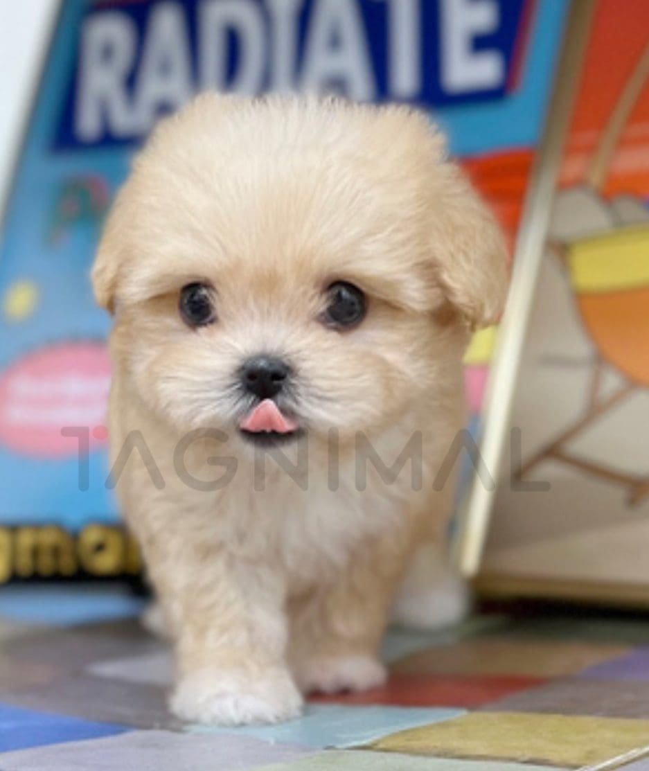 Maltipoo puppy for sale, dog for sale at Tagnimal