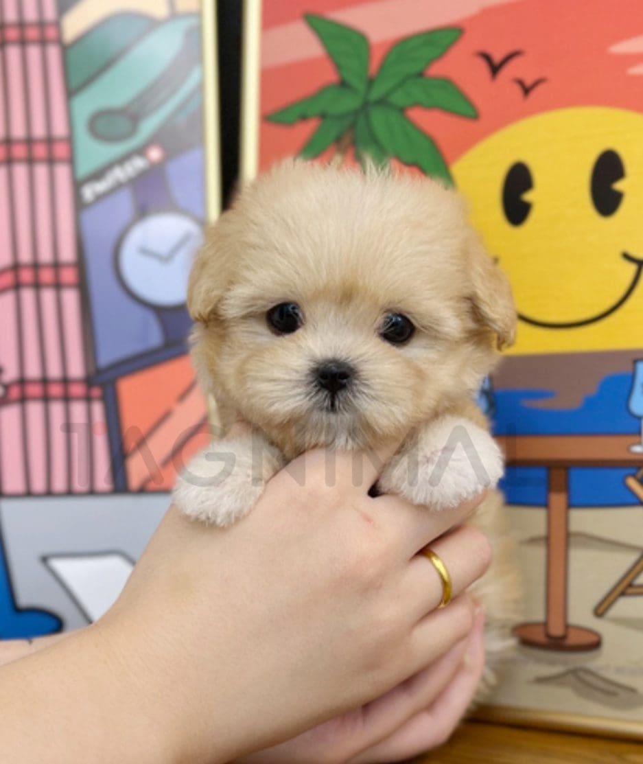 Maltipoo puppy for sale, dog for sale at Tagnimal