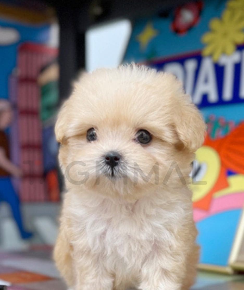 Maltipoo puppy for sale, dog for sale at Tagnimal