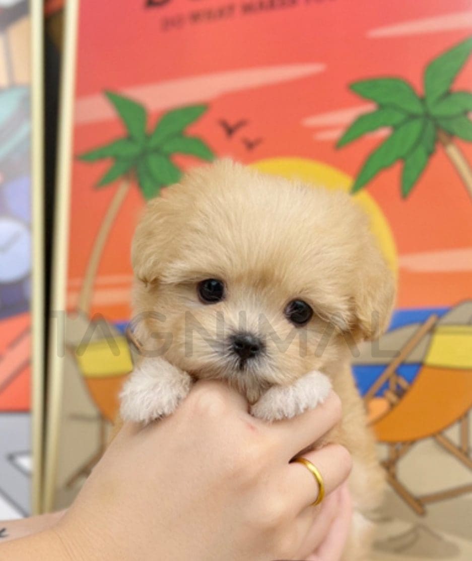 Maltipoo puppy for sale, dog for sale at Tagnimal