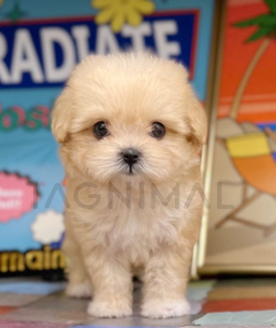 Maltipoo puppy for sale, dog for sale at Tagnimal