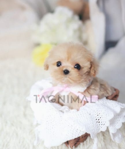 Maltipoo puppy for sale, dog for sale at Tagnimal