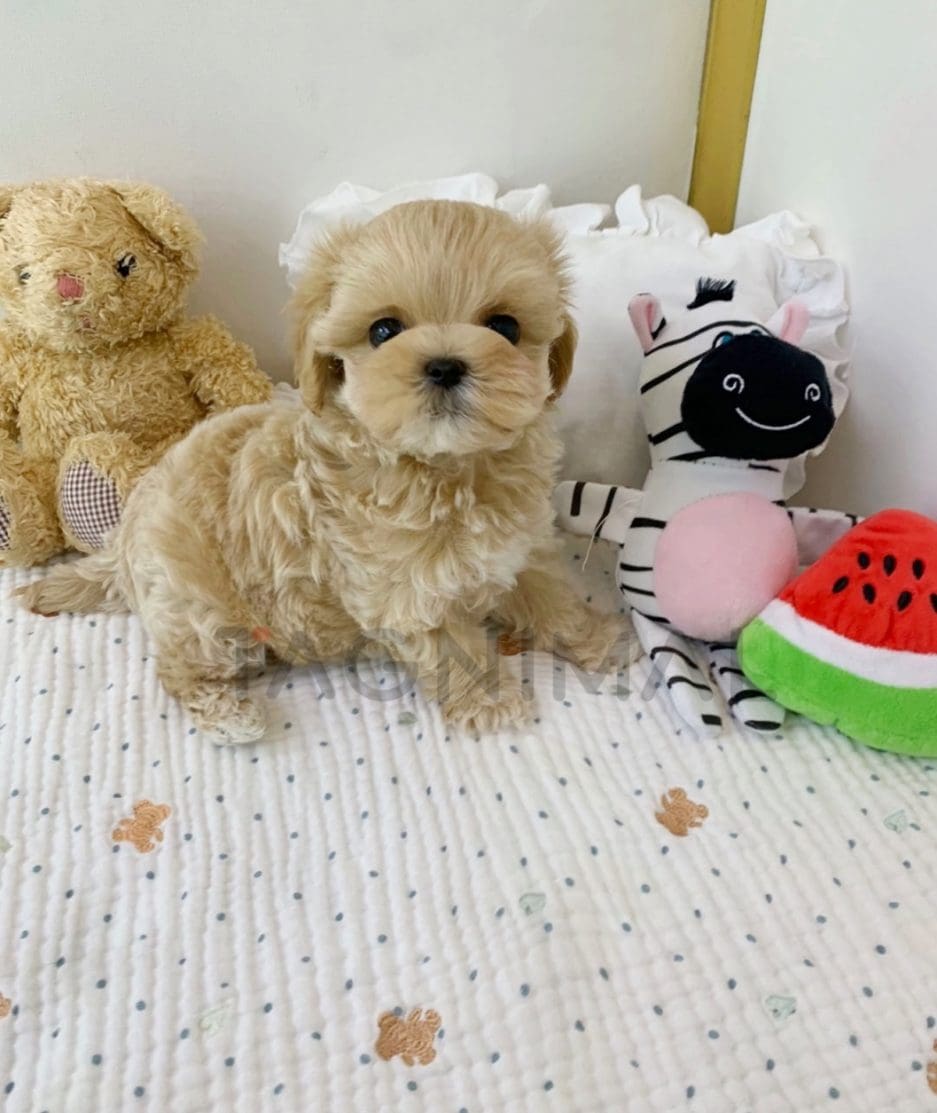 Maltipoo puppy for sale, dog for sale at Tagnimal 