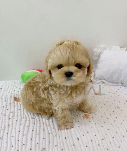 Maltipoo puppy for sale, dog for sale at Tagnimal 