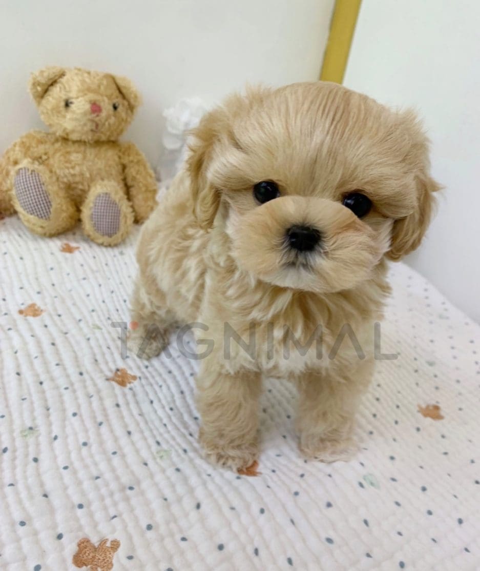 Maltipoo puppy for sale, dog for sale at Tagnimal 