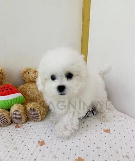 Bichon puppy for sale, dog for sale at Tagnimal 