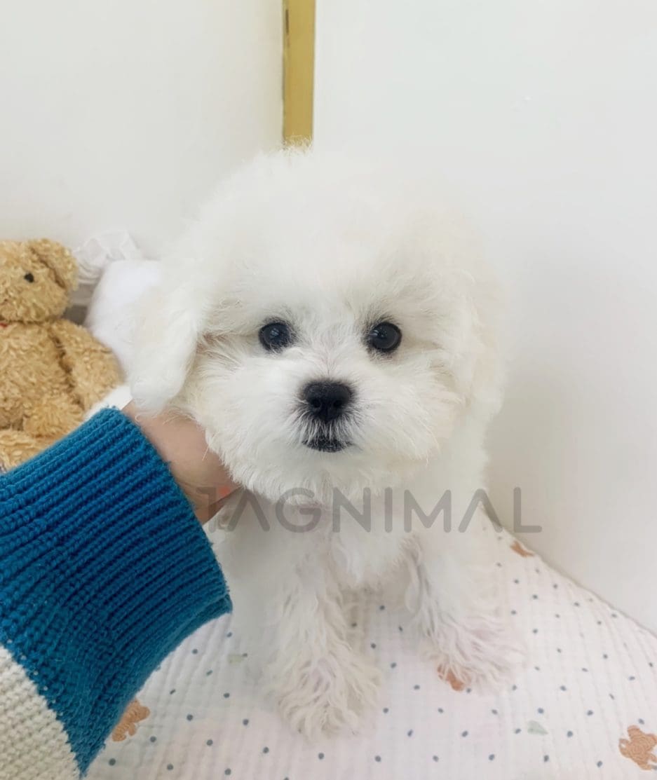 Bichon puppy for sale, dog for sale at Tagnimal 