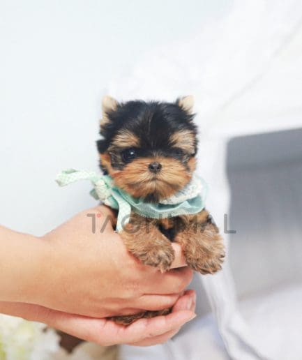 Yorkshire Terrier puppy for sale, dog for sale at Tagnimal 