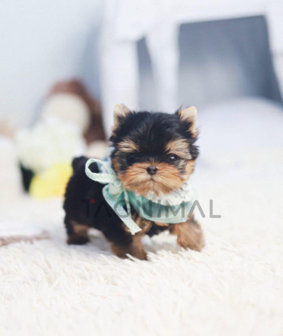 Yorkshire Terrier puppy for sale, dog for sale at Tagnimal 