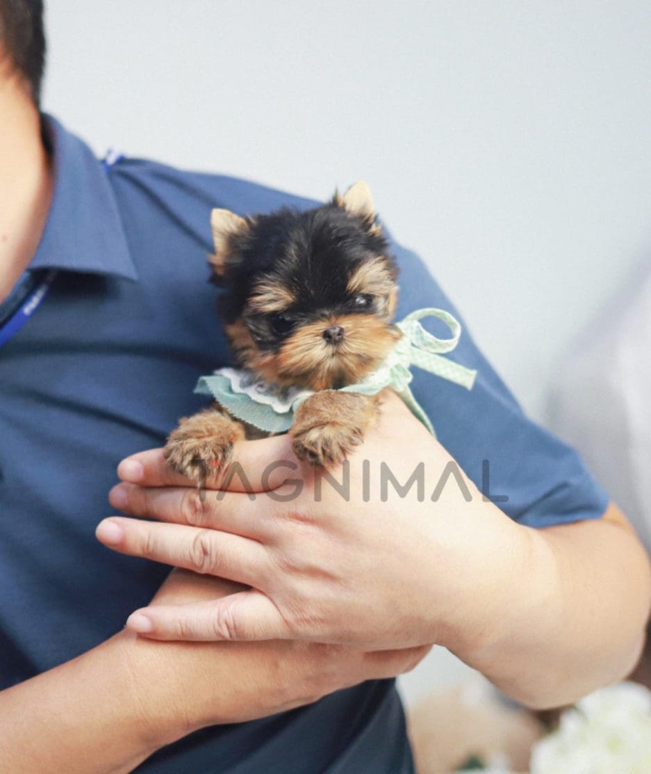 Yorkshire Terrier puppy for sale, dog for sale at Tagnimal 