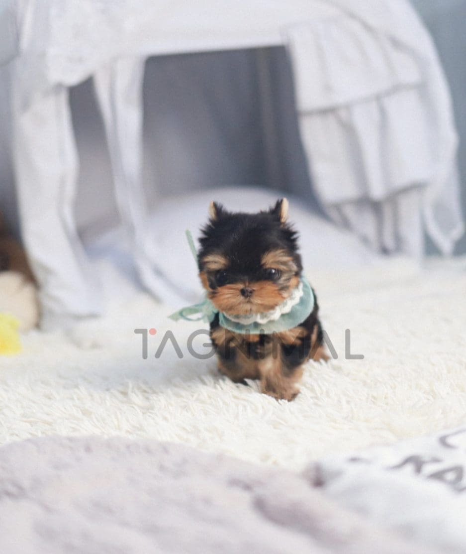 Yorkshire Terrier puppy for sale, dog for sale at Tagnimal 