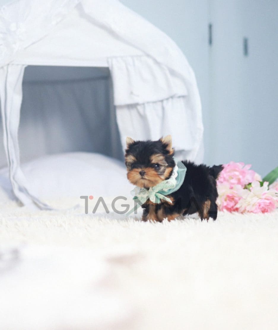 Yorkshire Terrier puppy for sale, dog for sale at Tagnimal 