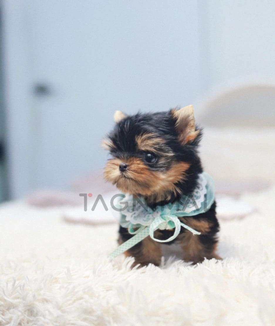 Yorkshire Terrier puppy for sale, dog for sale at Tagnimal 