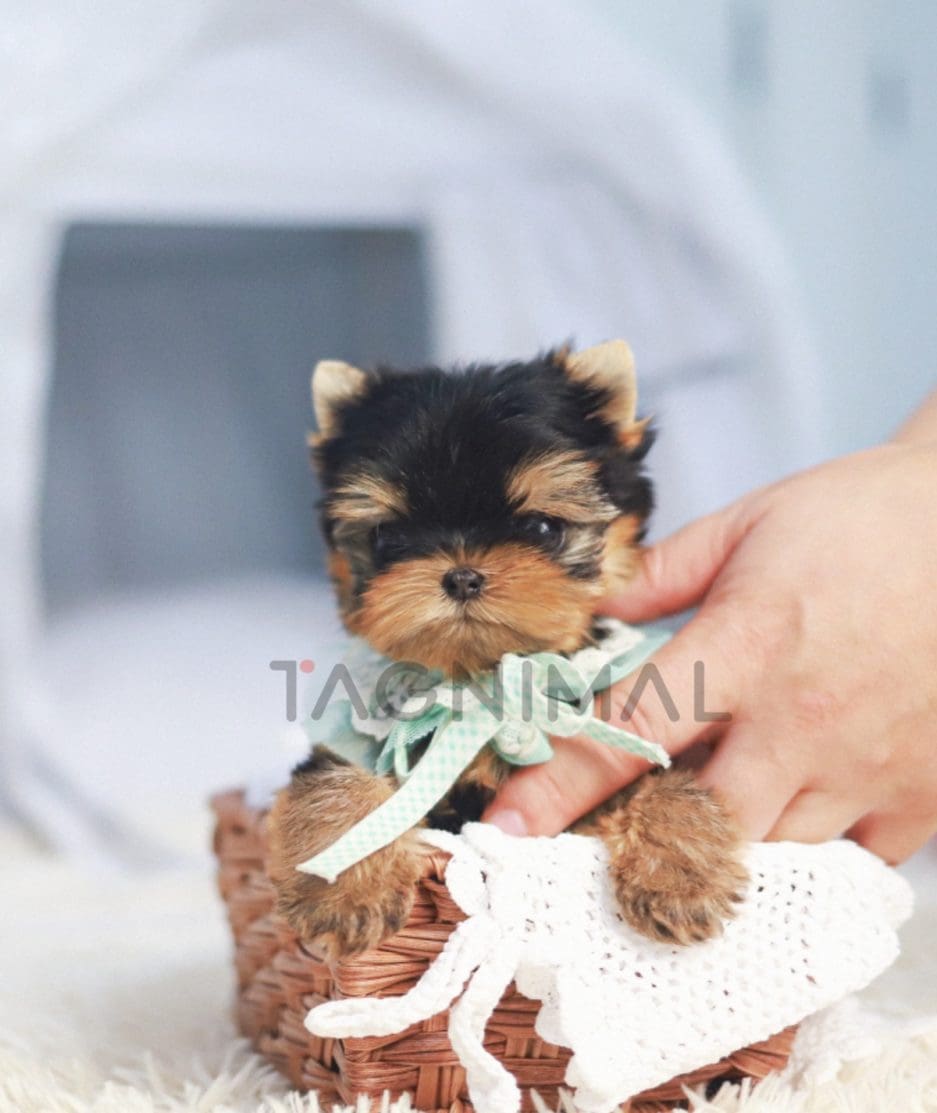 Yorkshire Terrier puppy for sale, dog for sale at Tagnimal 