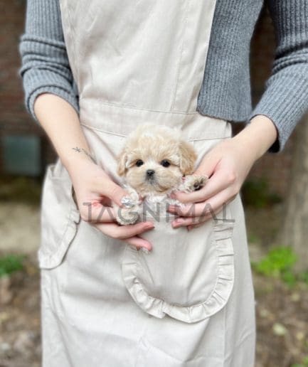 Maltipoo puppy for sale, dog for sale at Tagnimal 